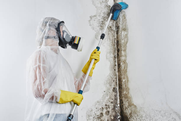 Best Attic Mold Removal  in Mcpherson, KS
