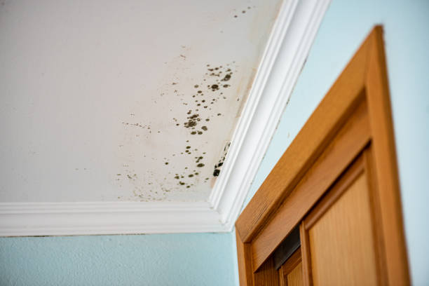 Best Mold Testing  in Mcpherson, KS