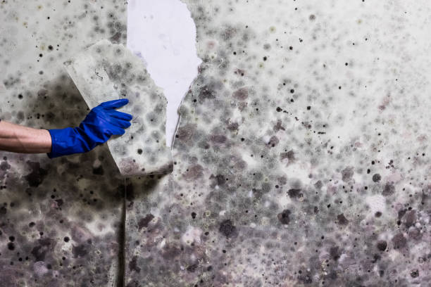 Best Mold Remediation  in Mcpherson, KS